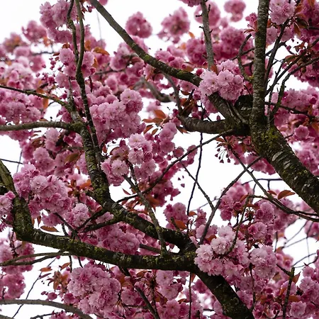 Campingpark De Linie *