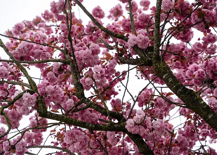 Campingpark De Linie *